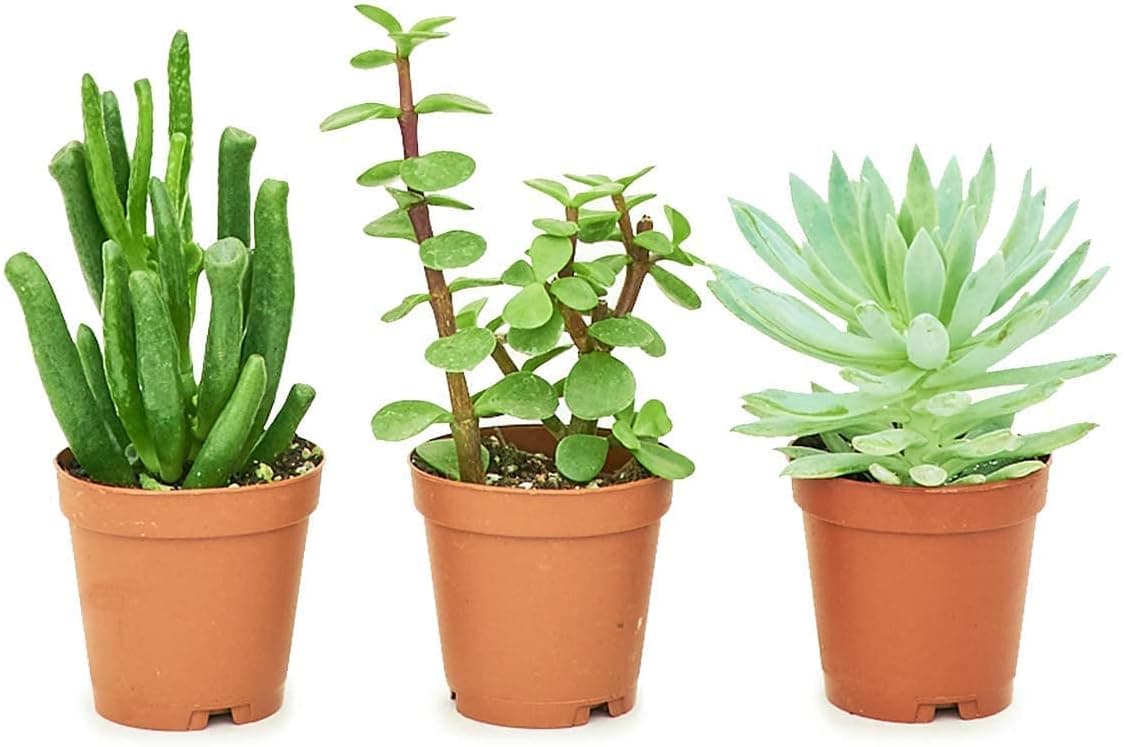 Rooted Baby Desert Box, 3X Baby Succulents, Live, Live Indoor, Home Decor, Easy to Grow, Easy to Care, Outdoor Garden and Low Maintenance Houseplant, 3 by 2 inch pots